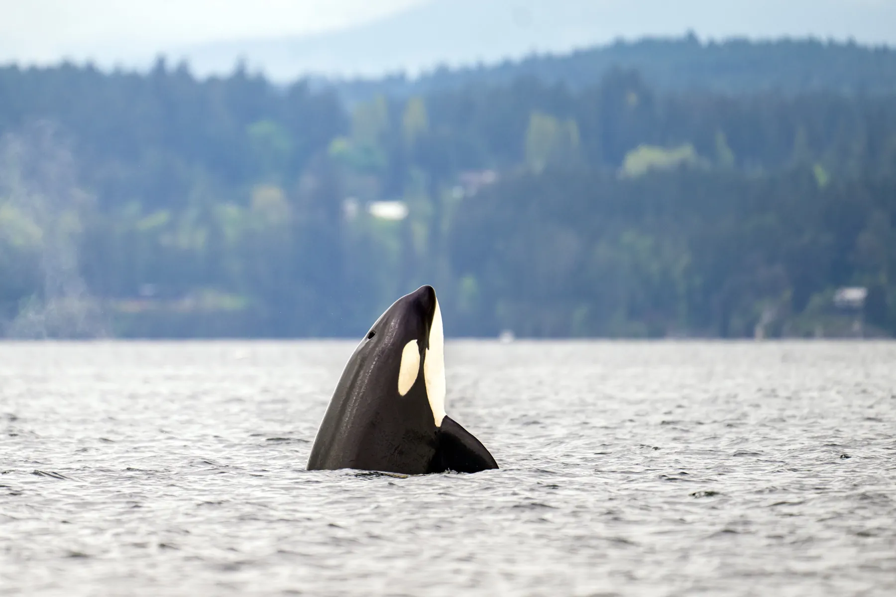 An orca spy-hopping in calm water below a forested shore