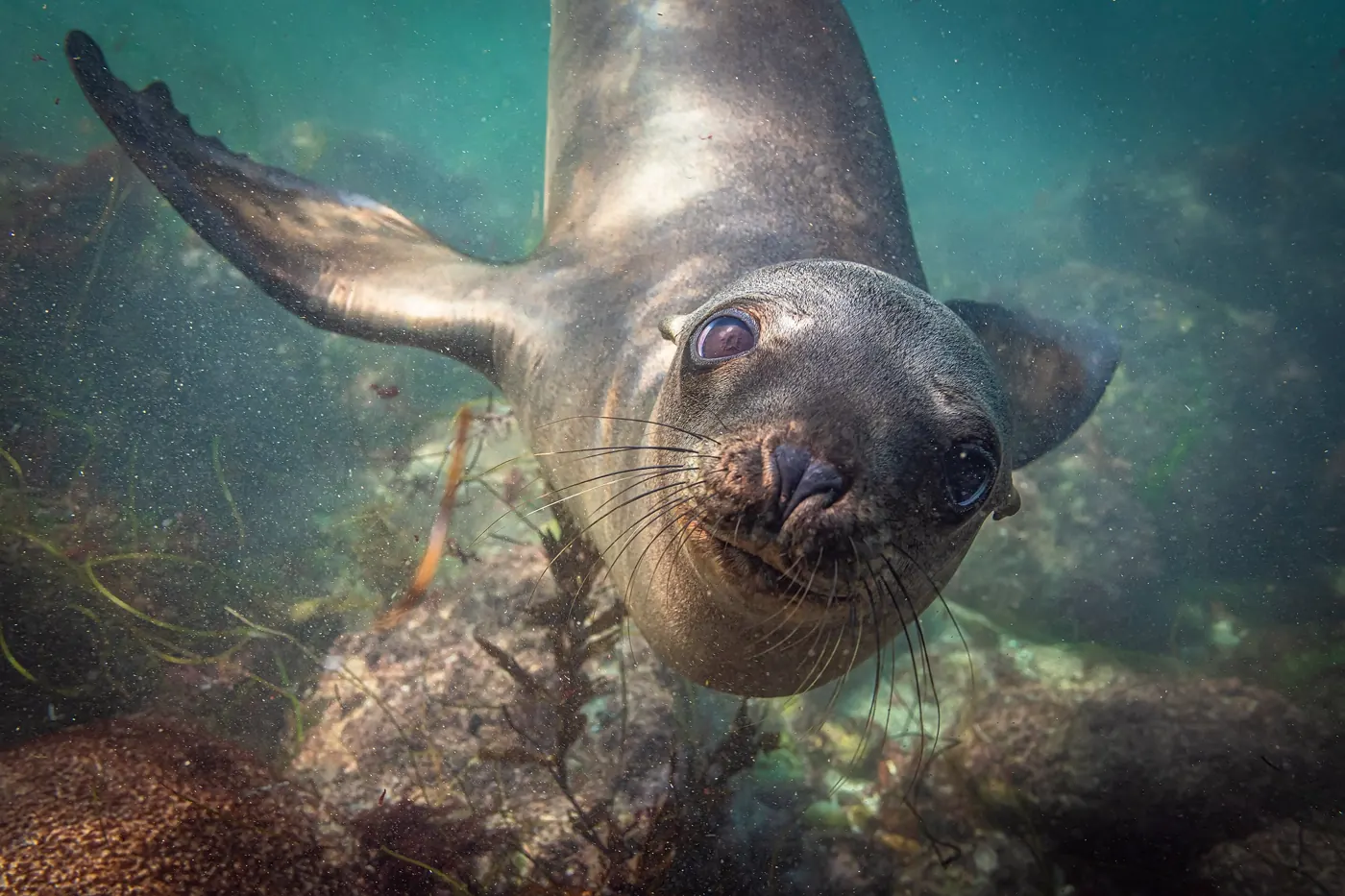A curious sea lion looking into the camera over a rocky reef