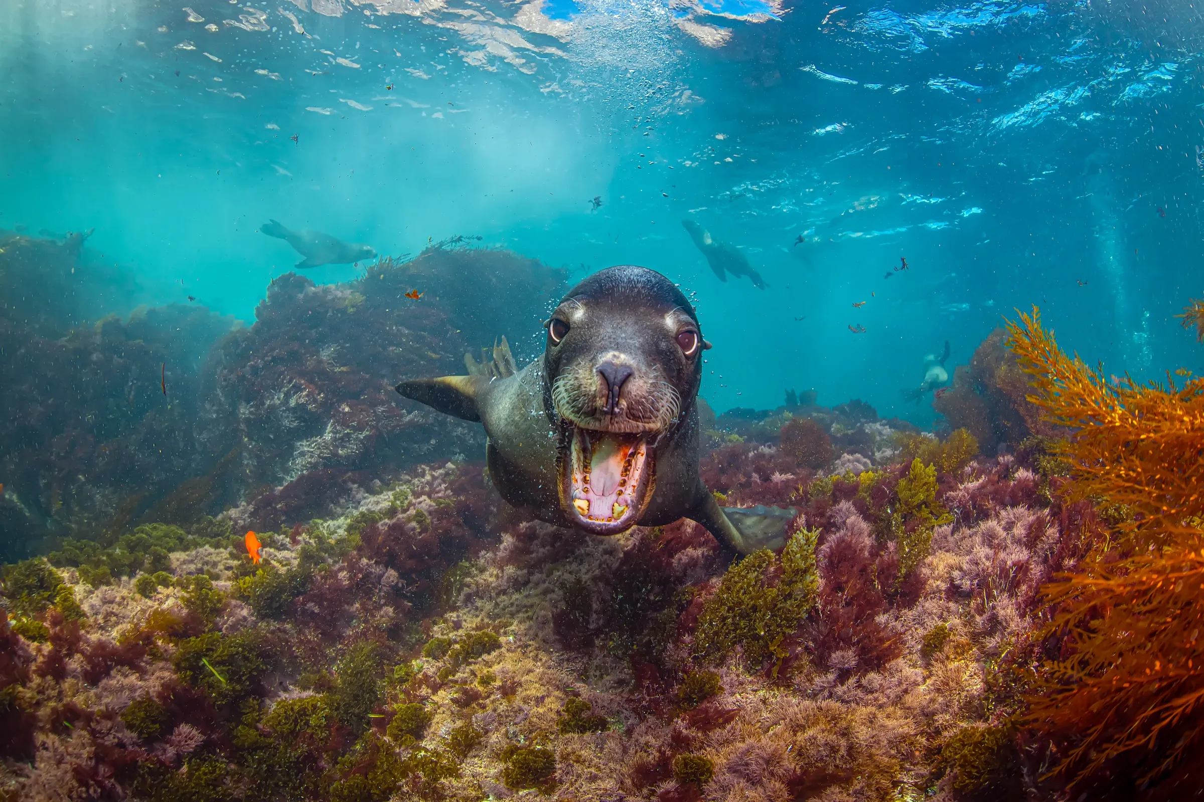 A California sea lion swimming straight at the camera over a kelp reef